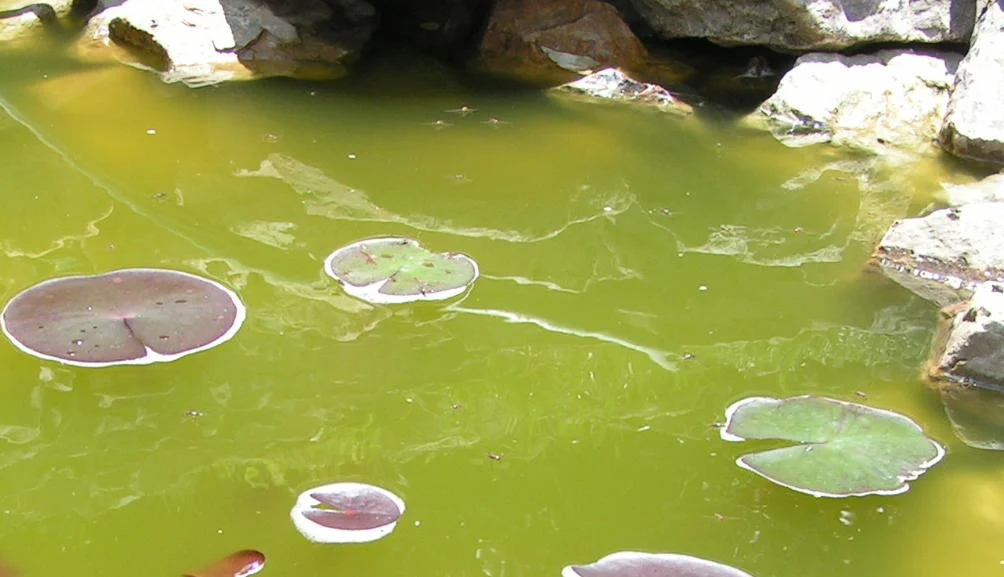 zielona woda w oczku wodnym